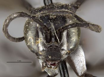 Media type: image;   Entomology 17184 Aspect: head frontal view
